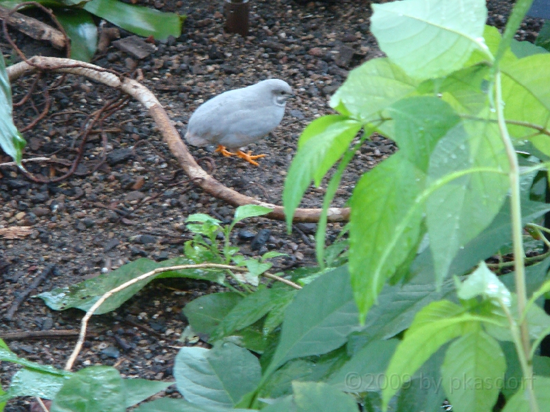 Western Michigan [2009] 182.JPG - Scenes from Frederik Meijer Gardens & Sculpture Park.